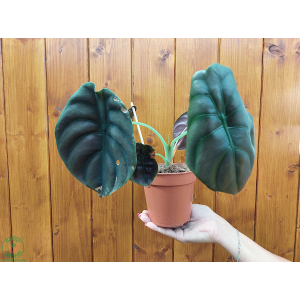 Alokázia cuprea (Alocasia cuprea) ´RED SECRET´ - výška 20-30 cm, kont. C1L - DRUHÁ ŠANCA